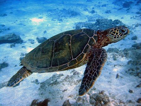 Hawaiian Green Sea Turtle swimming. Maui, Hawaii. by Lisa Lappe 