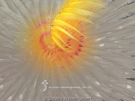 feather worm abstract by Claudia Weber-Gebert 