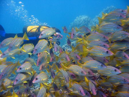 Diver peering at a group of blue stripe snappers. Maui, H... by Todd Meadows 