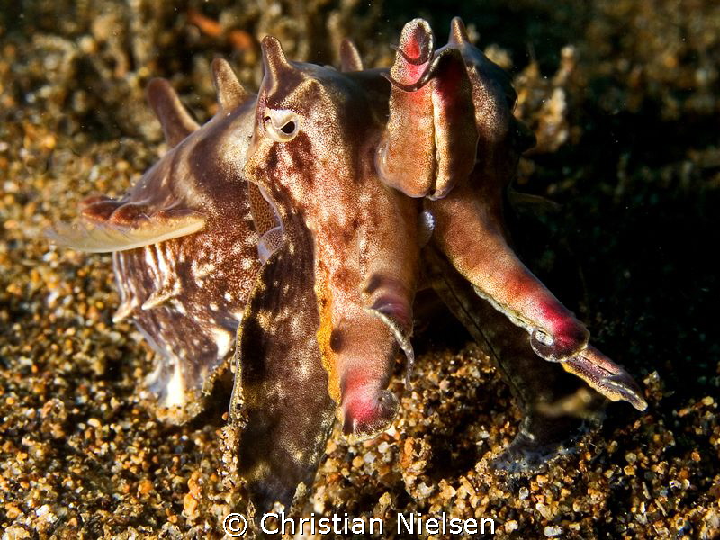 Flamboyant cuttlefish with side lightning by Christian Nielsen 