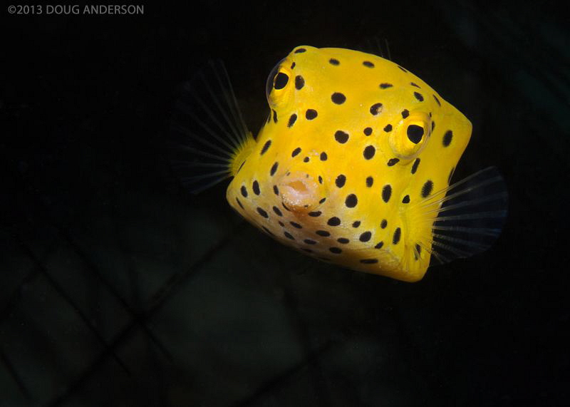 Yellow Boxfish, Pulau Weh by Doug Anderson 