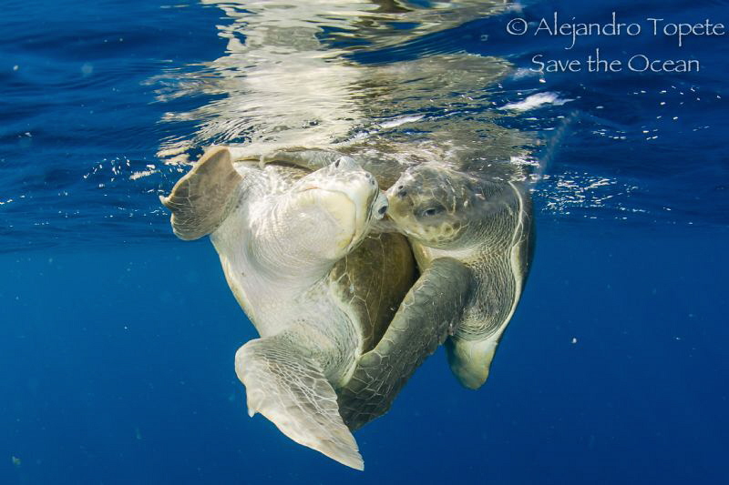 Turtles mating, Puerto Vallarta México by Alejandro Topete 