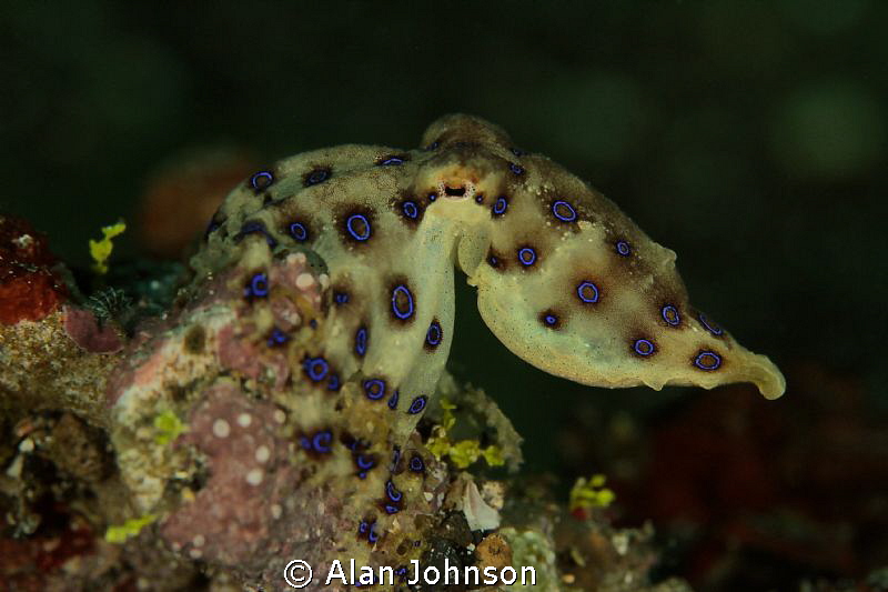 the beautiful but deadly blue ring octopus by Alan Johnson 