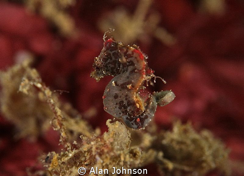 Severns Pigmy seahorse swimming by Alan Johnson 