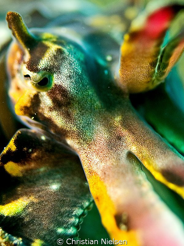 Abstract, color and shape of a flamboyant cuttlefish by Christian Nielsen 