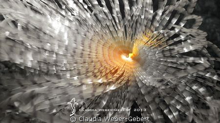 dancing feather worm ... by Claudia Weber-Gebert 