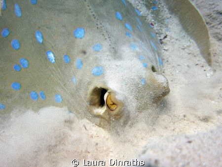 Blue spotted stingray foraging in the sand for food by Laura Dinraths 