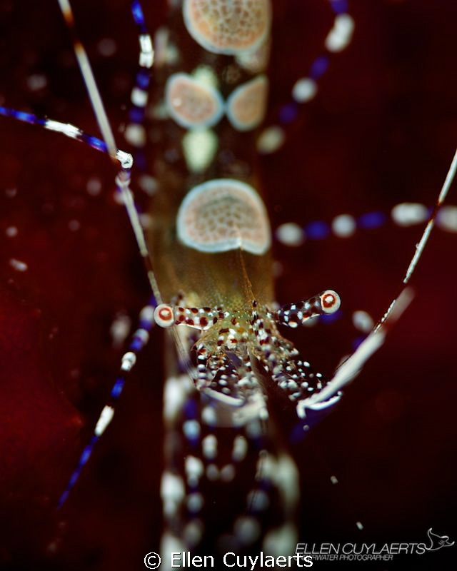 Spotted cleaner shrimp by Ellen Cuylaerts 