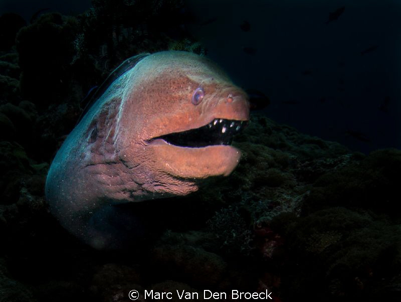monsters from the deep by Marc Van Den Broeck 