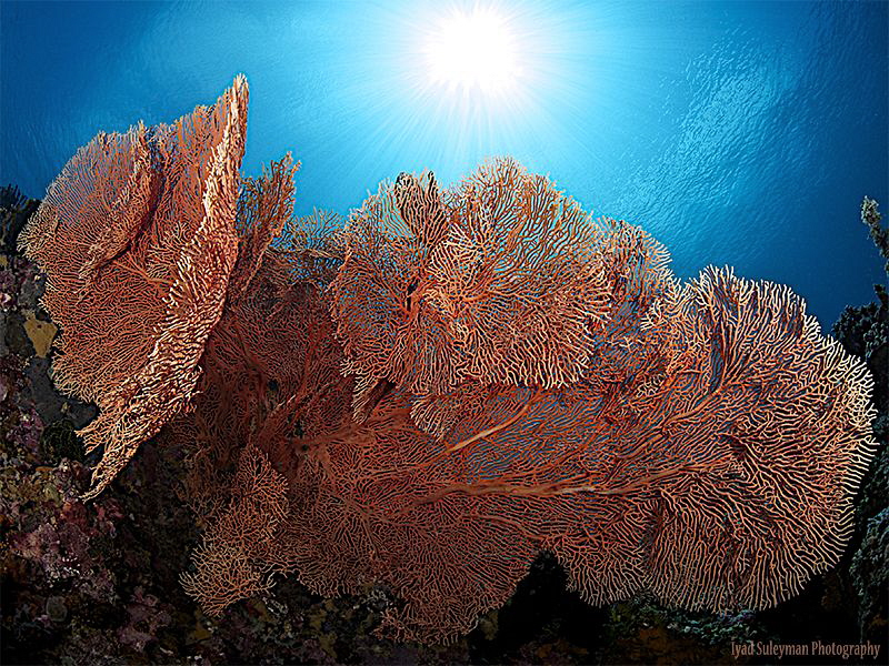 Seafan in sun rays.
Lembeh Strait, Indonesia.
Famous ma... by Iyad Suleyman 
