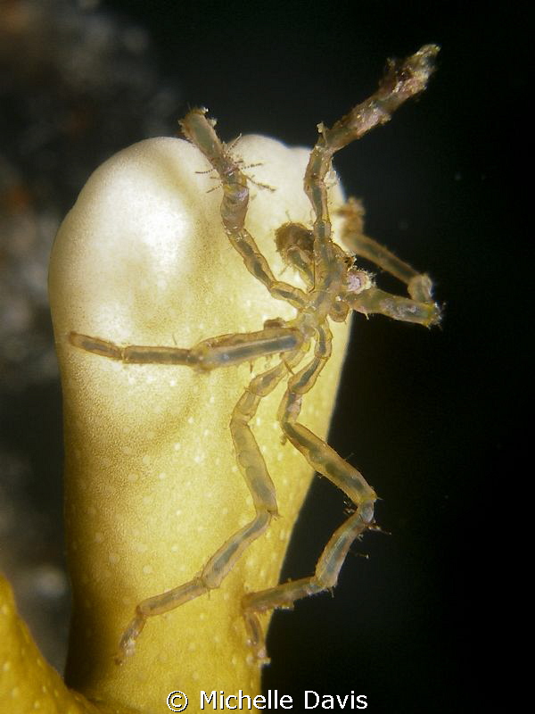 Caribbean Sea Spider by Michelle Davis 