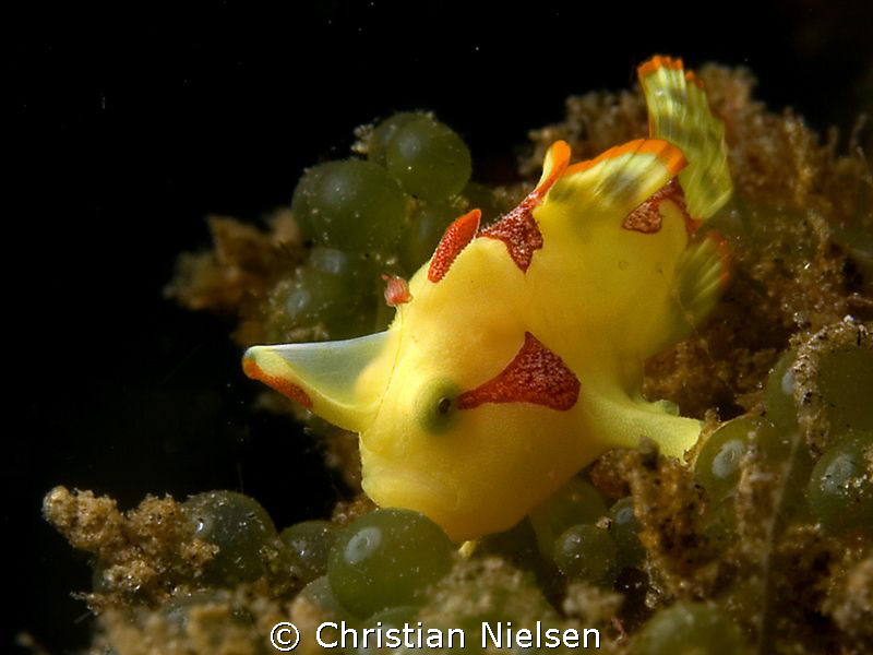 Tiny frogfish (1 cm) in the critter paradise of Dauin by Christian Nielsen 