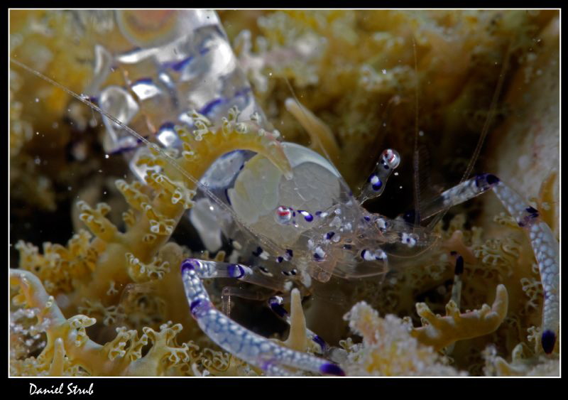 anemoneshrimp :-) by Daniel Strub 
