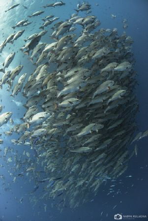 Huge aggregations of fish near the southern tip of Sinai ... by Nadya Kulagina 