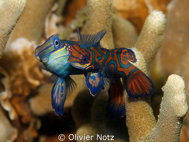 Very shy fishes. You have to wait in the dark and turn on... by Olivier Notz 