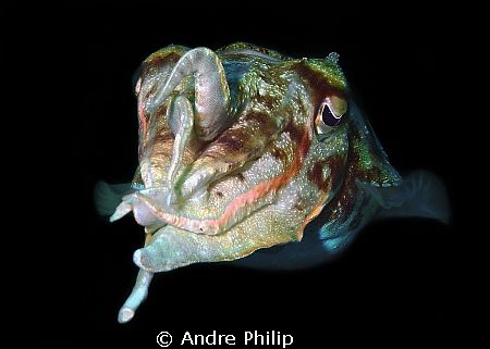 Cuttlefish-Portrait by Andre Philip 