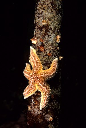 Common starfish on kelp stem.
Isle of Lewis, Hebrides.
... by Mark Thomas 