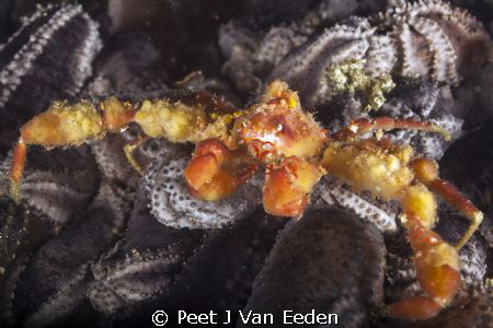 "Hot lips". Hotlips spider crab is  one of only 2 types o... by Peet J Van Eeden 