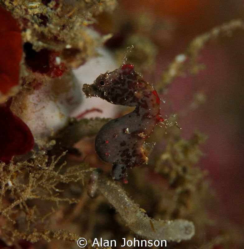 another Severns pigmy seahorse on Lembeh by Alan Johnson 