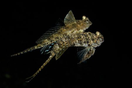 Mating Dragonets, Lembeh Straits. by Paul Whitehead 