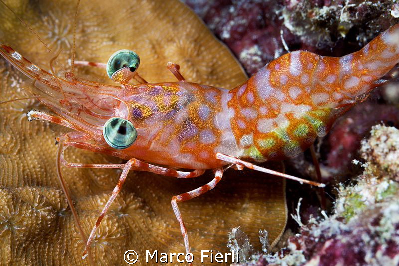 hinge beak shrimp, very colorful eyes... by Marco Fierli 