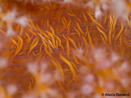 FIRE! 
SOFT CORAL Dendronephthya,  RED SEA. Taken with O... by Alexia Dunand 