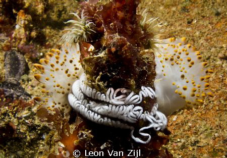 Caught in the act, Nudibranch laying eggs. by Leon Van Zijl 