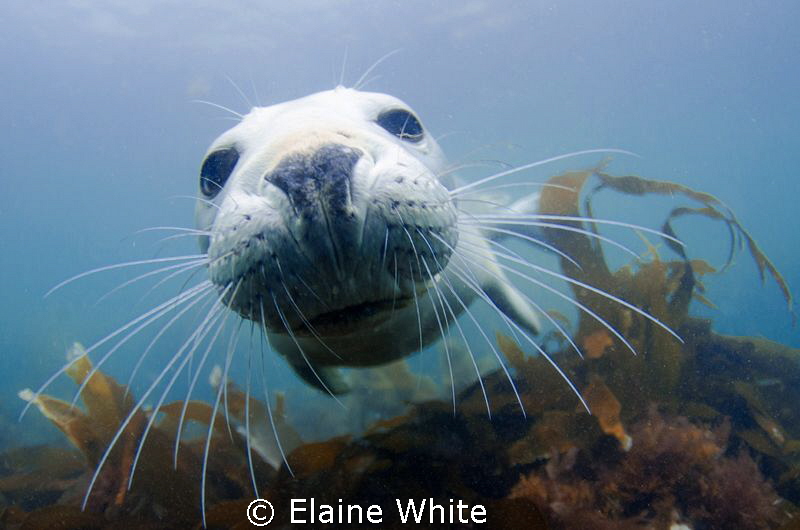 Grey seal pup off Lundy Island by Elaine White 