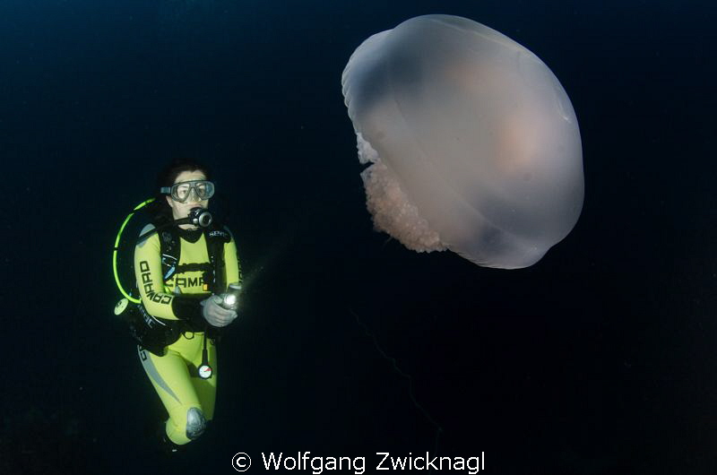 Nice Jellyfish met during a deep dive. by Wolfgang Zwicknagl 