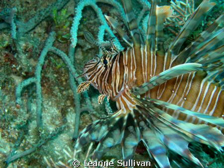 Lion Fish - Taken off the shore of Lauderdale by the Sea ... by Leanne Sullivan 