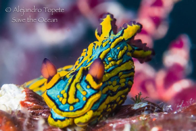beuty nudibranch, Puerto Vallarta Mexico by Alejandro Topete 