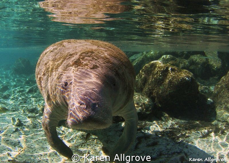 Endangered West Indian Manatee - coming in for her close up! by Karen Allgrove 