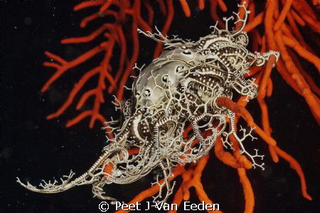 Catching arms of a Basket Star collecting food particles by Peet J Van Eeden 