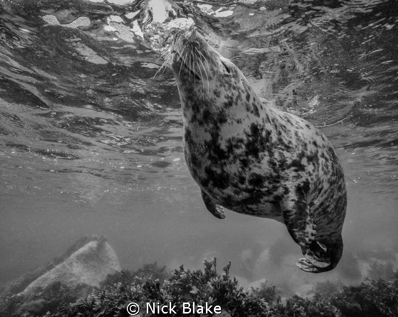 A chilled out Grey Seal at Lundy Island by Nick Blake 