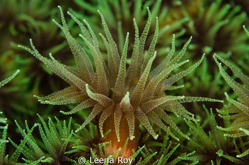 Cup corals by Leena Roy 