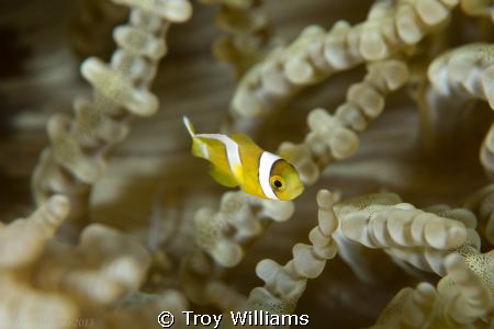 juvenile anemone fish swimming about, making me work for ... by Troy Williams 