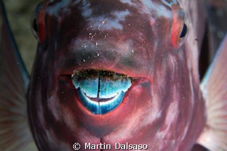Parrotfish at night... by Martin Dalsaso 