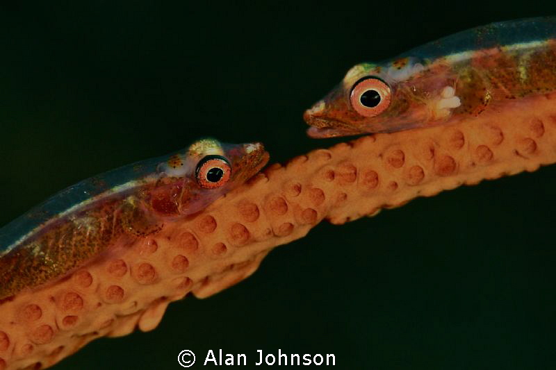 kissing couple.? whip coral gobies face to face Lembeh by Alan Johnson 