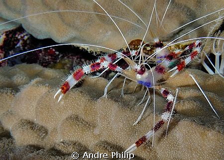 Banded coral shrimp in double pack by Andre Philip 