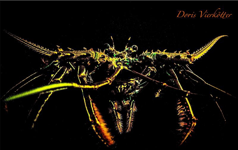 Lobsterface Fluo Dive by Doris Vierkötter 