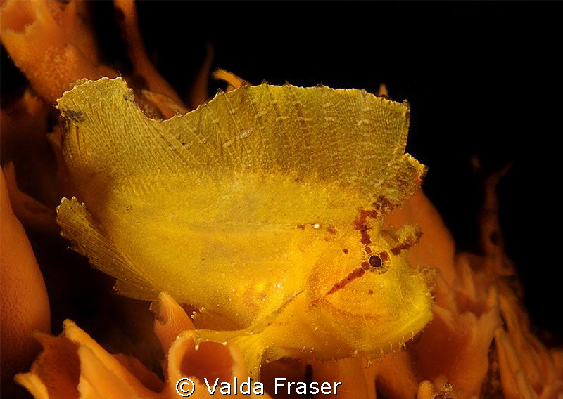 A leaf fish at night. by Valda Fraser 