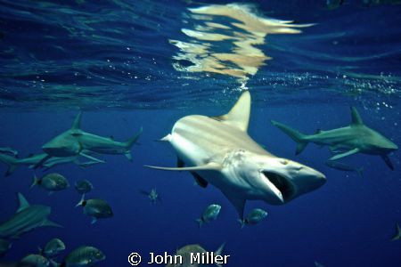 Black Tip Shark, Nikon d7000 by John Miller 