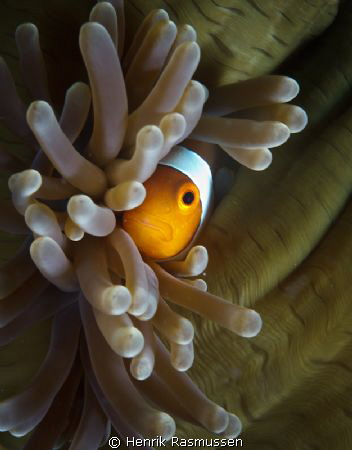 Clownfish looking out from a closed anemone.
Taken aroun... by Henrik Rasmussen 