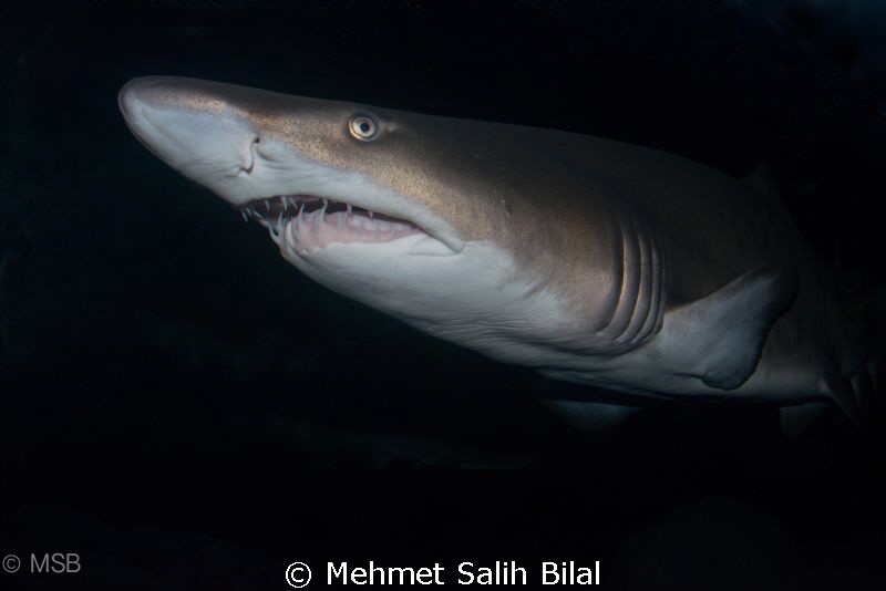 A shark photo using polariser filter from the aquarium in... by Mehmet Salih Bilal 