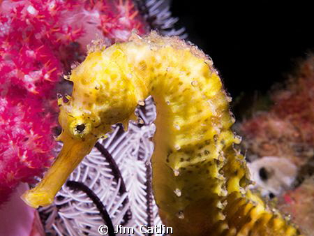Tigertail seahorse sitting obligingly in front of beautif... by Jim Catlin 