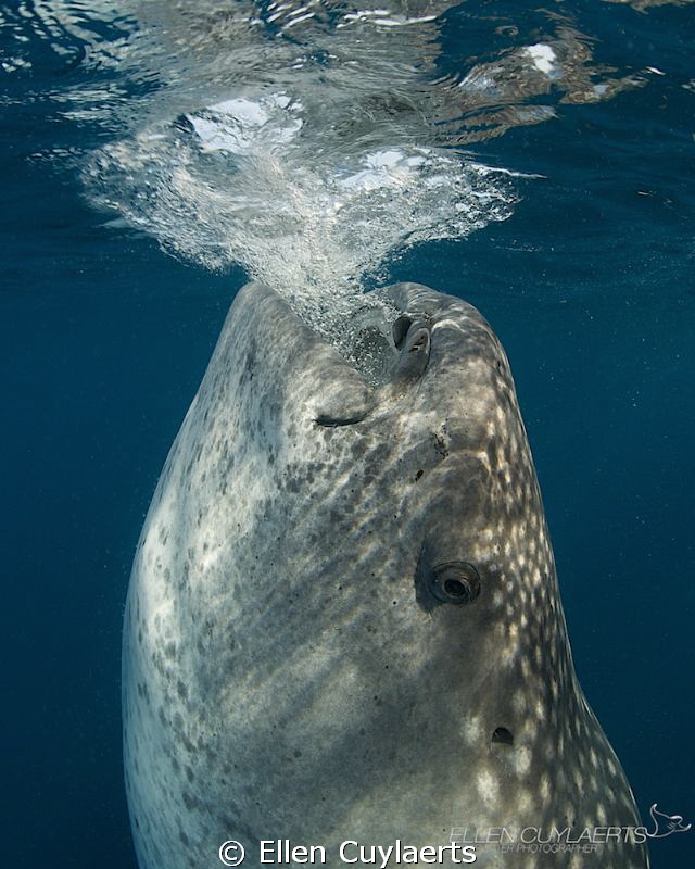 Vertical
When whale sharks feed vertical, they're even m... by Ellen Cuylaerts 