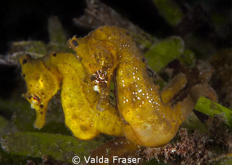 This loving pair of camel seahorses only had eyes for eac... by Valda Fraser 