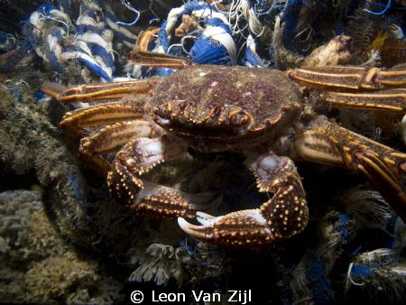 Crab on a rope :-D by Leon Van Zijl 