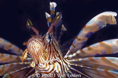 The peacock of the sea by Peet J Van Eeden 