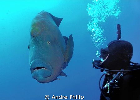 close encounter with a really giant napoleon wrasse... by Andre Philip 